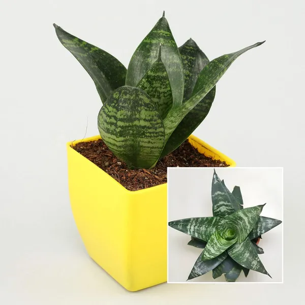 Mini_Snake_Plant_(Sansevieria_Hahnii)_Air-Purifying_Indoor_Houseplant