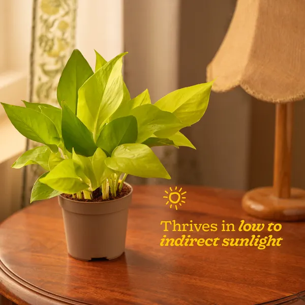 Money_Plant_Golden__Air_Purifying_Indoor_plant