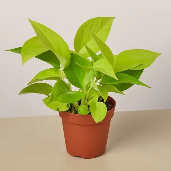 Money_Plant_Golden__Air_Purifying_Indoor_plant