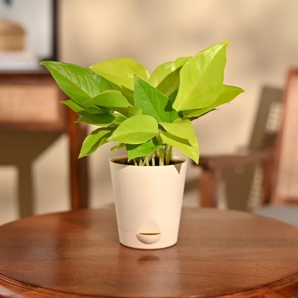 Money_Plant_Golden__Air_Purifying_Indoor_plant