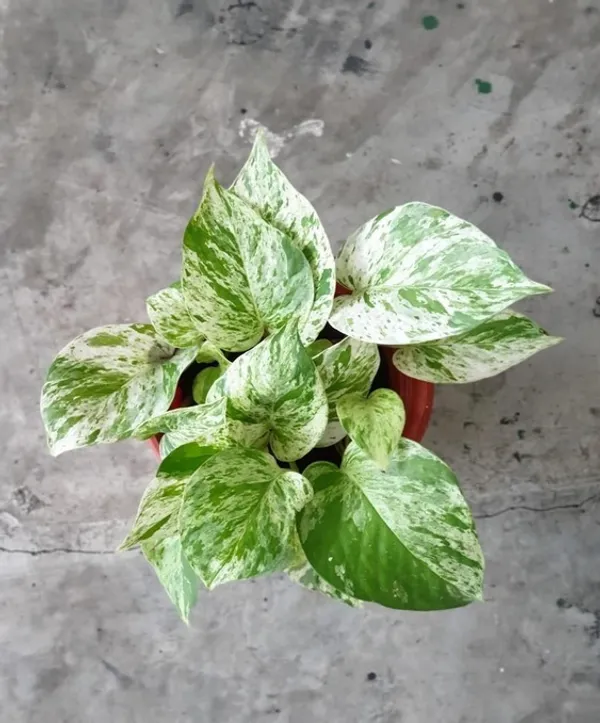 Money_Plant_(Variegated)_For_Indoor_&_Outdoor_With_Grow_Bag