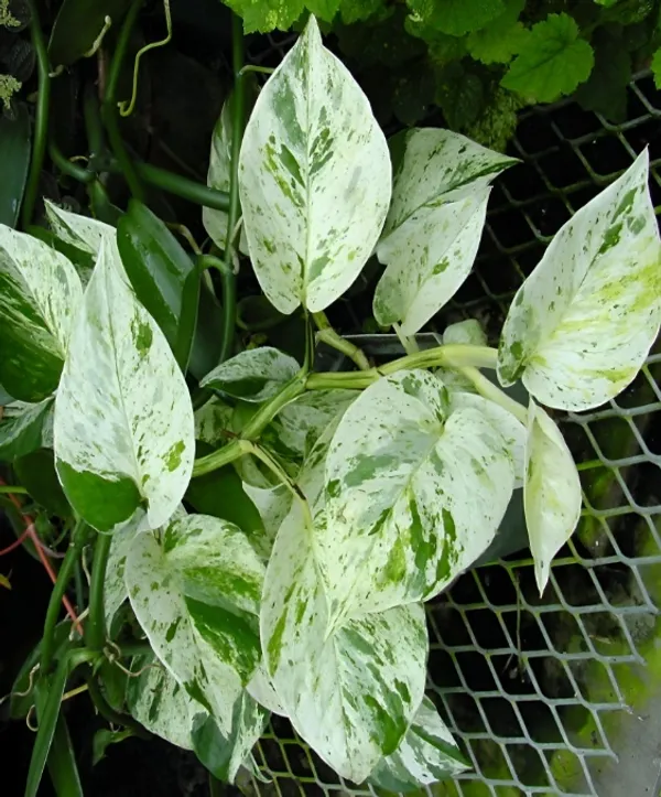 Money_Plant_(Variegated)_For_Indoor_&_Outdoor_With_Grow_Bag