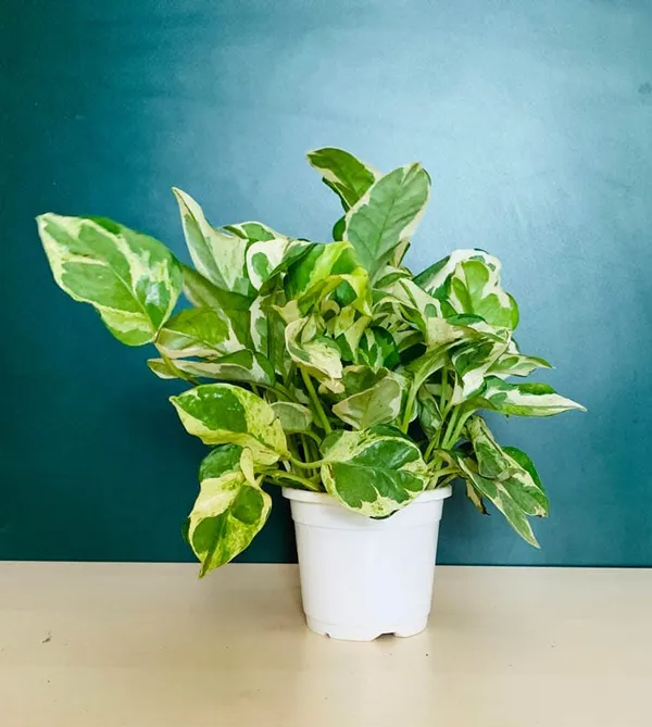 Money_Plant_marble_prince,Money_Plant,_Money_Plant_Golden_Pack_Of_-3