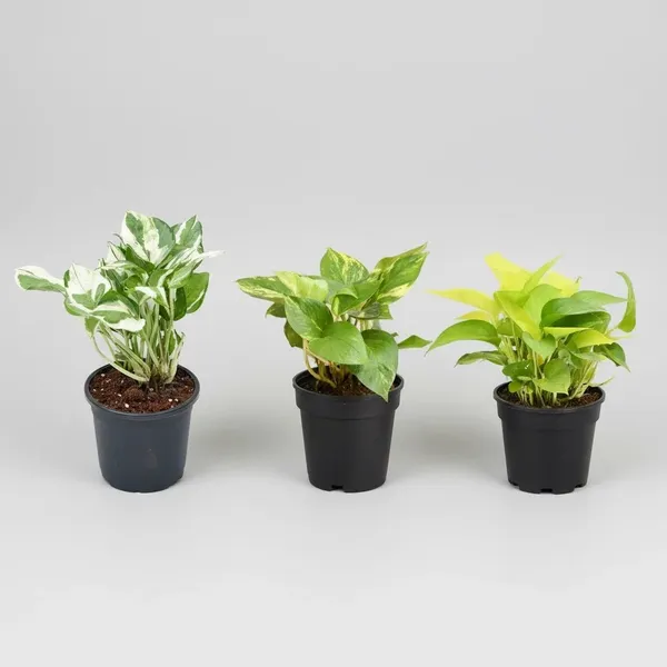Money_Plant_marble_prince,Money_Plant,_Money_Plant_Golden_Pack_Of_-3