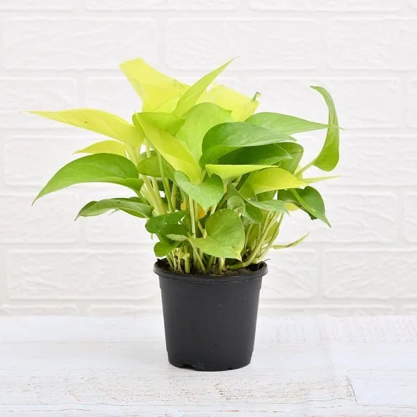 Money_Plant_marble_prince,Money_Plant,_Money_Plant_Golden_Pack_Of_-3