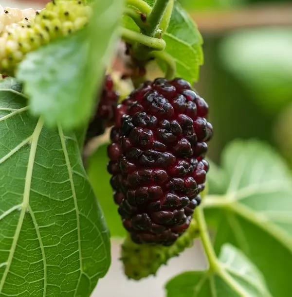 Mulberry_Shahtoot_All_Time_Grafted_Plant_Pack_-_1