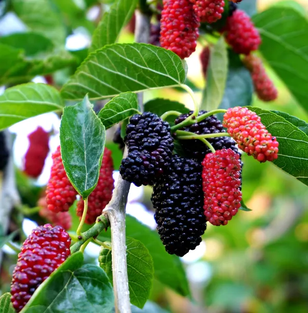 Mulberry_Shahtoot_All_Time_Grafted_Plant_Pack_-_1