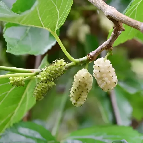 Mulberry_Shahtoot_All_Time_Grafted_Plant_Pack_-_1