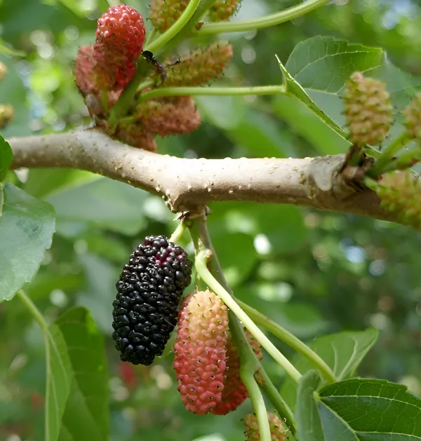 Mulberry_Shahtoot_All_Time_Grafted_Plant_Pack_-_1