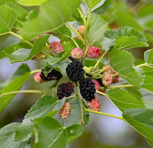 Mulberry_Shahtoot_All_Time_Grafted_Plant_Pack_-_1
