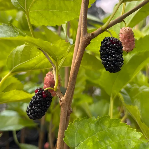 Mulberry_Shahtoot_All_Time_Grafted_Plant_Pack_-_1