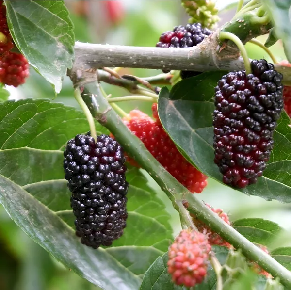 Mulberry_Shahtoot_All_Time_Grafted_Plant_Pack_-_1