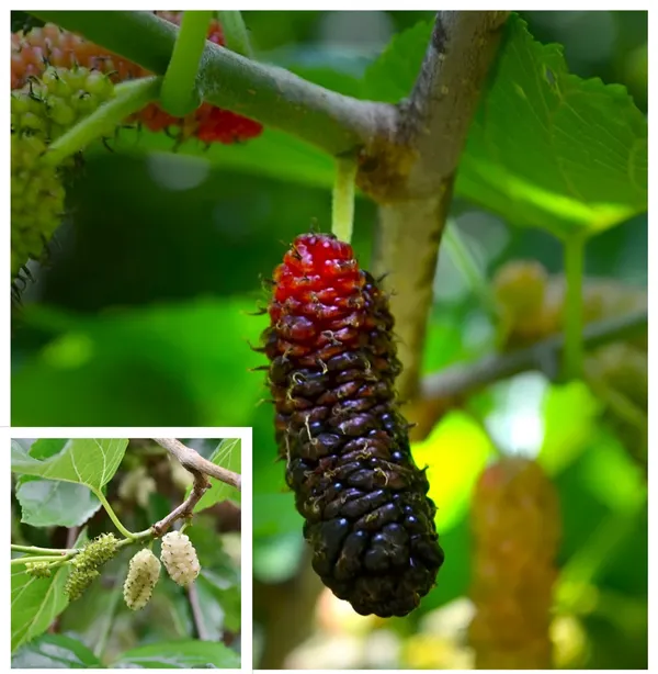 Mulberry_Shahtoot_All_Time_Grafted_Plant_Pack_-_1
