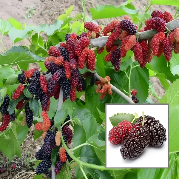 Mulberry_Shahtoot_All_Time_Layering/grafted_Plant__Fast_-_Growing_Fruit_Tree_for_Home_Gardens