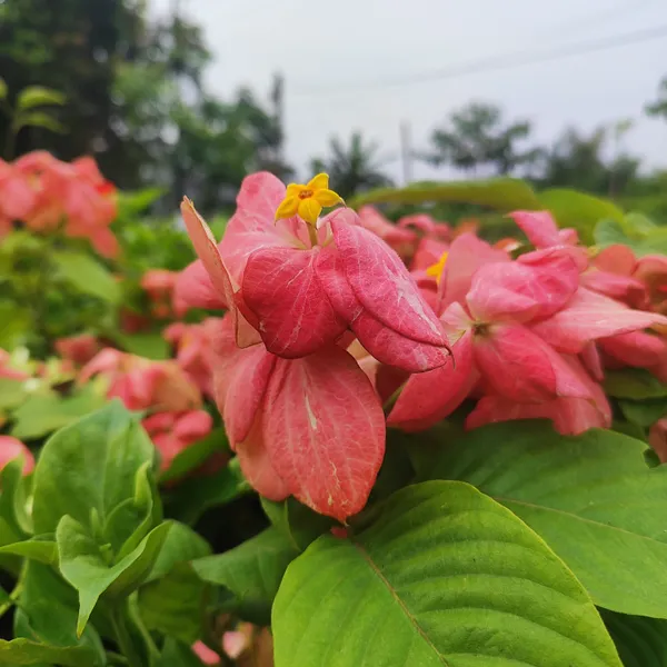 Mussaenda_Pink__Flower_Plant_Hybrid_Pack_Of_-_1
