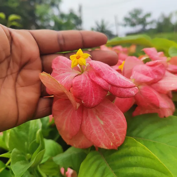 Mussaenda_Pink__Flower_Plant_Hybrid_Pack_Of_-_1