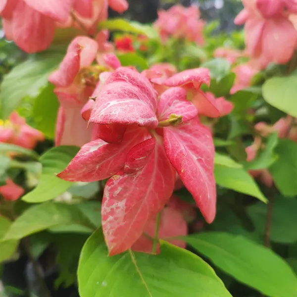 Mussaenda_Pink__Flower_Plant_Hybrid_Pack_Of_-_1