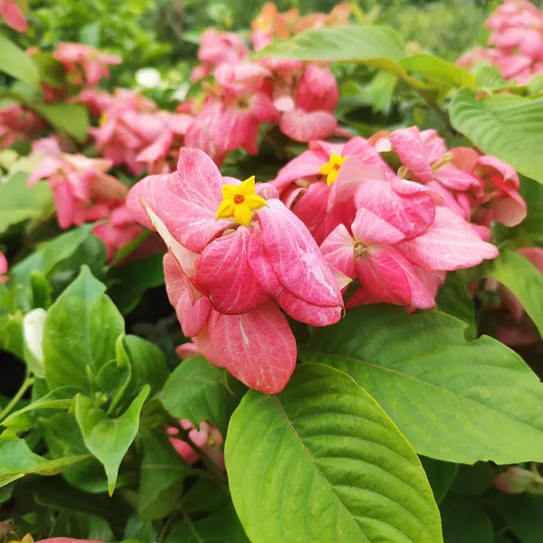 Mussaenda_Pink__Flower_Plant_Hybrid_Pack_Of_-_1