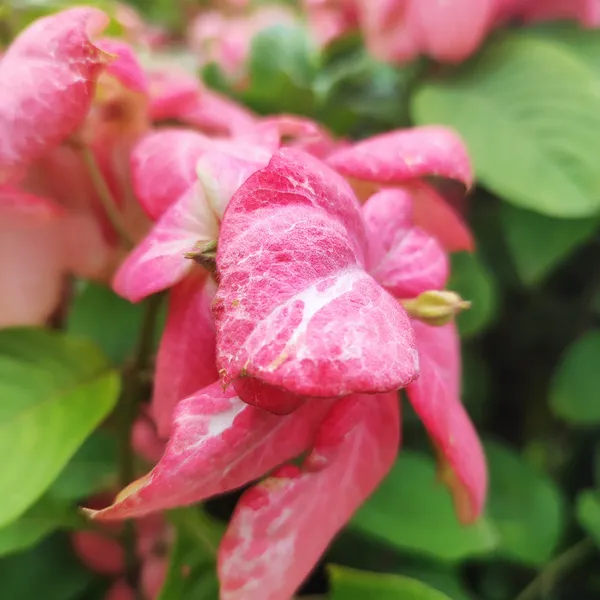 Mussaenda_Pink__Flower_Plant_Hybrid_Pack_Of_-_1