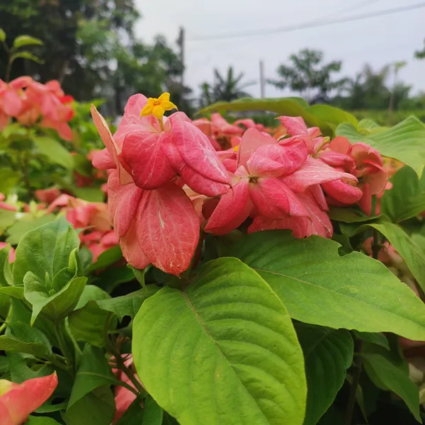 Mussaenda_Pink__Flower_Plant_Hybrid_Pack_Of_-_1