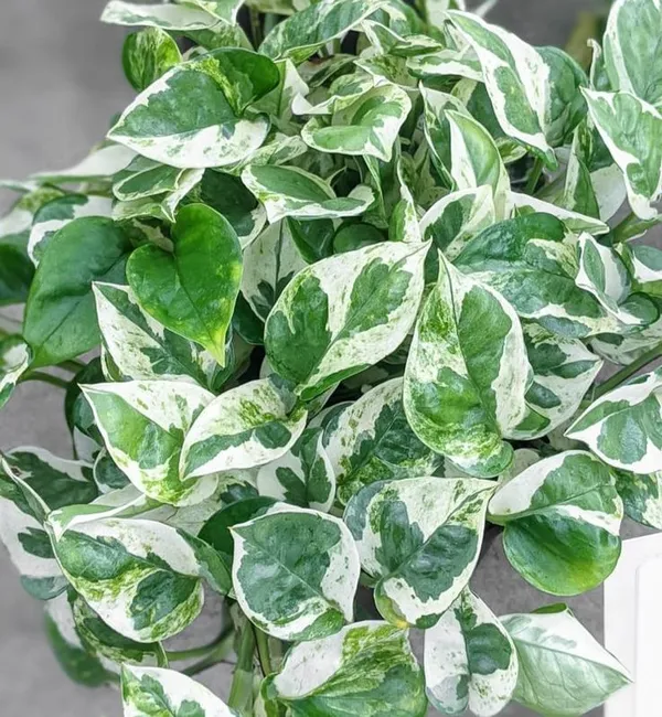 N_-_Joy_Stylish_Air-Purifying_Houseplant