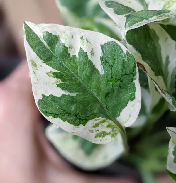 N_-_Joy_Stylish_Air-Purifying_Houseplant