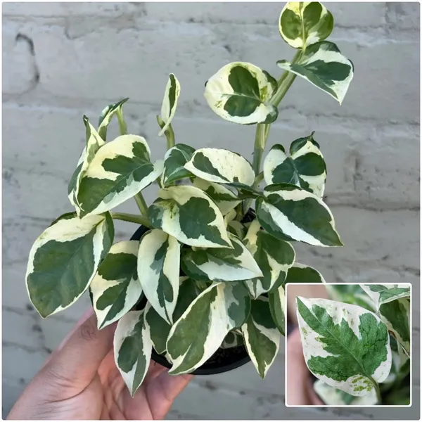 N_-_Joy_Stylish_Air-Purifying_Houseplant