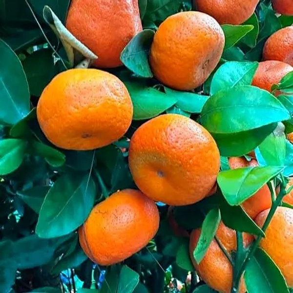 Nagpur_Orange_Plant_Grow_Your_Own_Sweet_&_Juicy_Oranges