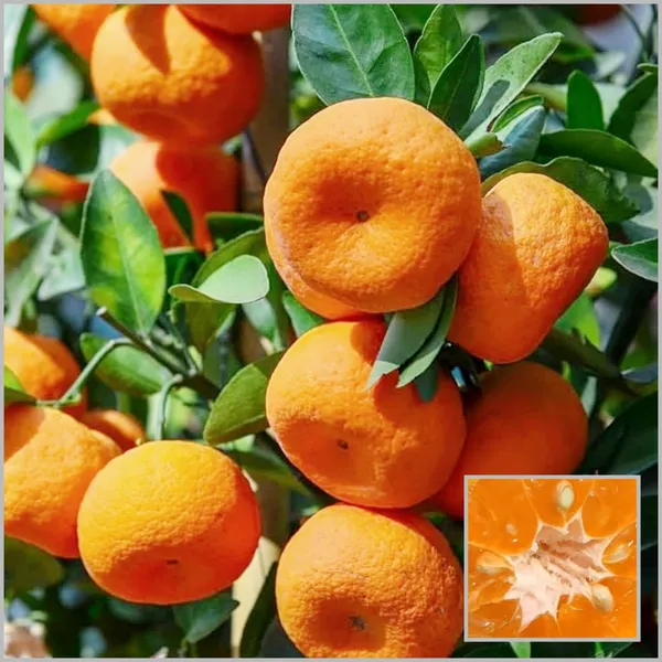 Nagpur_Orange_Plant_Grow_Your_Own_Sweet_&_Juicy_Oranges