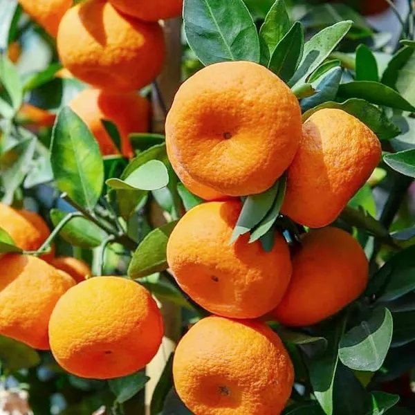 Nagpur_Orange_Plant_Grow_Your_Own_Sweet_&_Juicy_Oranges