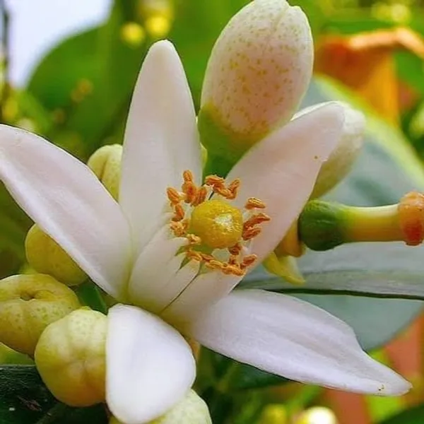 Nagpur_Orange_Plant_Grow_Your_Own_Sweet_&_Juicy_Oranges