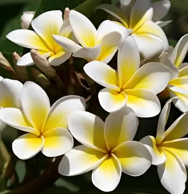 Plumeria_Plant_(Hybrid)_For_Indoor_&_Outdoor_With_Pot