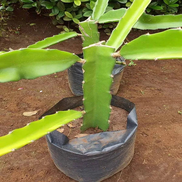 Dragon_Tree_(Hybrid)_For_Outdoor_With_Grow_Bag