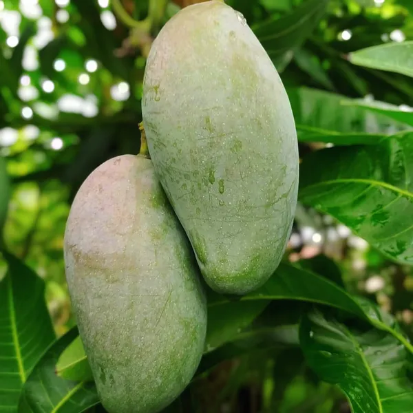 All_Time_Mango_Plant_(Exotic_Varity)_For_Outdoor_With_Grow_Bag