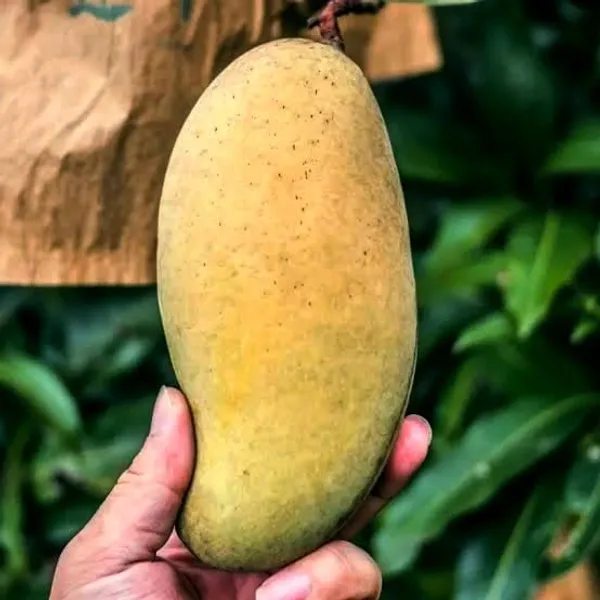 All_Time_Mango_Plant_(Exotic_Varity)_For_Outdoor_With_Grow_Bag