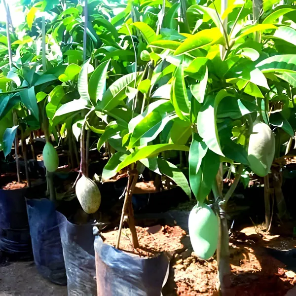 All_Time_Mango_Plant_(Exotic_Varity)_For_Outdoor_With_Grow_Bag