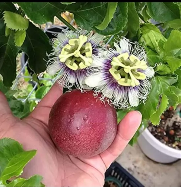 Passion_Fruit_Plant_Pack_Of_-_1