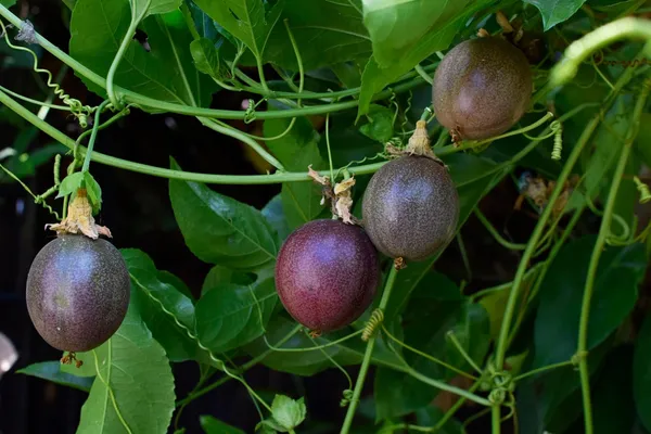 Passion_Fruit_Plant_Pack_Of_-_1