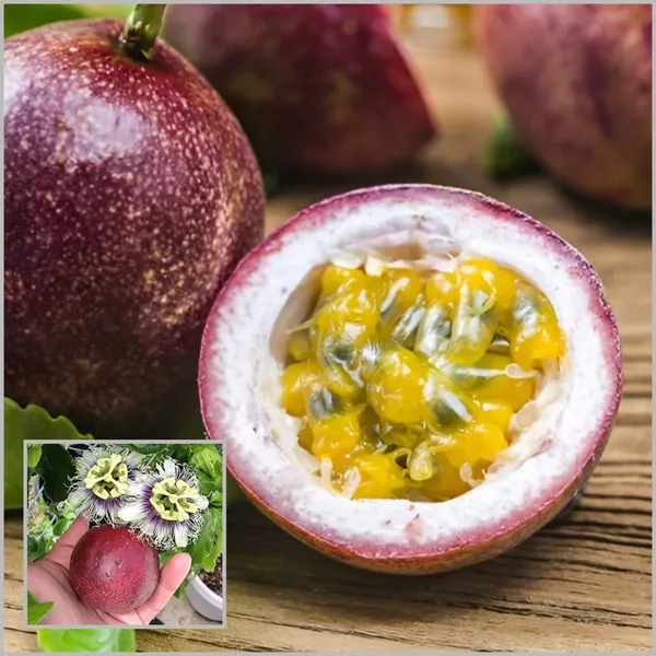 Passion_Fruit_Plant_Pack_Of_-_1