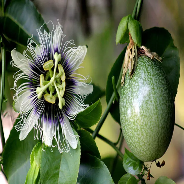 Passion_Fruit_Plant_Pack_Of_-_1