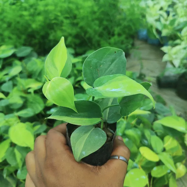 Philodendron_Brasil_Variegated_Heartleaf_Vine_|_Easy_Indoor_Houseplant