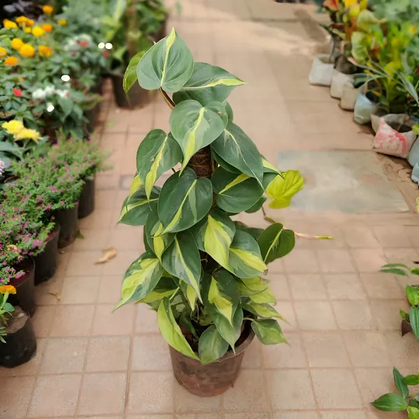 Philodendron_Brasil_Variegated_Heartleaf_Vine_|_Easy_Indoor_Houseplant