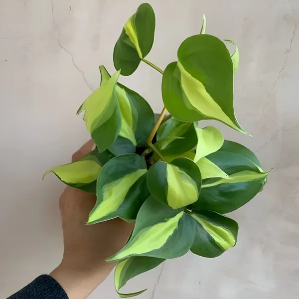 Philodendron_Brasil_Variegated_Heartleaf_Vine_|_Easy_Indoor_Houseplant