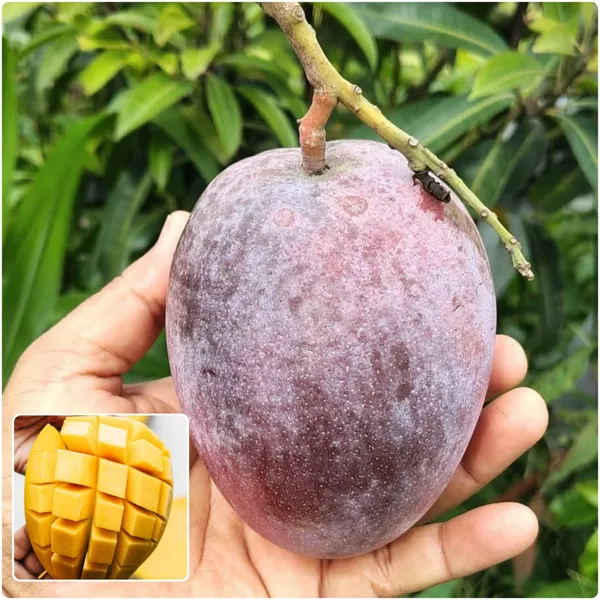 Pingguo_Wen_Mango_Plant_Rare_Chinese_Variety_with_Exotic_Charm