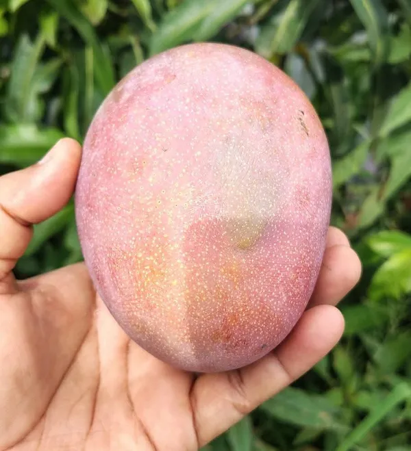 Pingguo_Wen_Mango_Plant_Rare_Chinese_Variety_with_Exotic_Charm