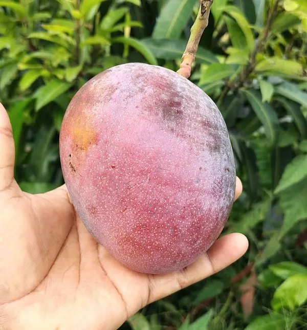 Pingguo_Wen_Mango_Plant_Rare_Chinese_Variety_with_Exotic_Charm