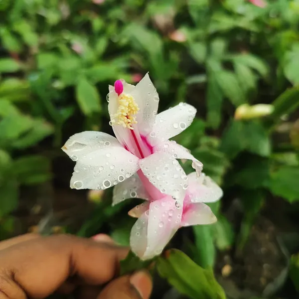 Pink_Christmas_Cactus_Plant__Exotic_Winter_Blooming_Succulent
