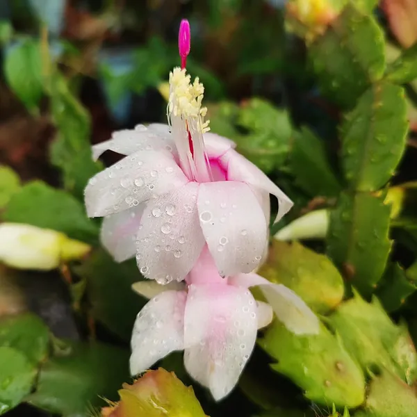 Pink_Christmas_Cactus_Plant__Exotic_Winter_Blooming_Succulent