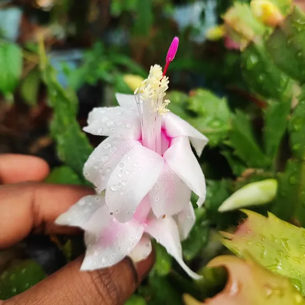 Pink_Christmas_Cactus_Plant__Exotic_Winter_Blooming_Succulent