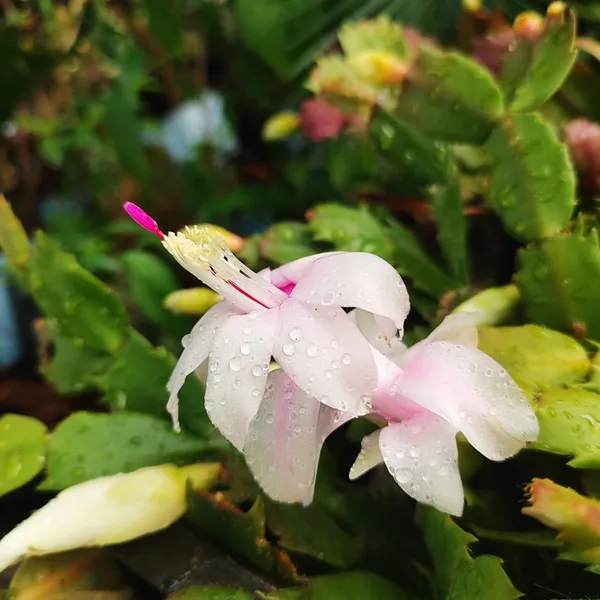 Pink_Christmas_Cactus_Plant__Exotic_Winter_Blooming_Succulent